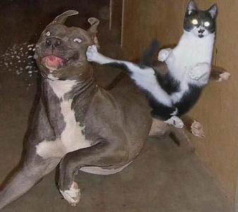 20070309122335-kungfukitty.jpg